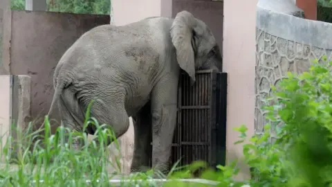 The Solitary Existence and Demise of India’s Capital’s Only Elephant from Africa